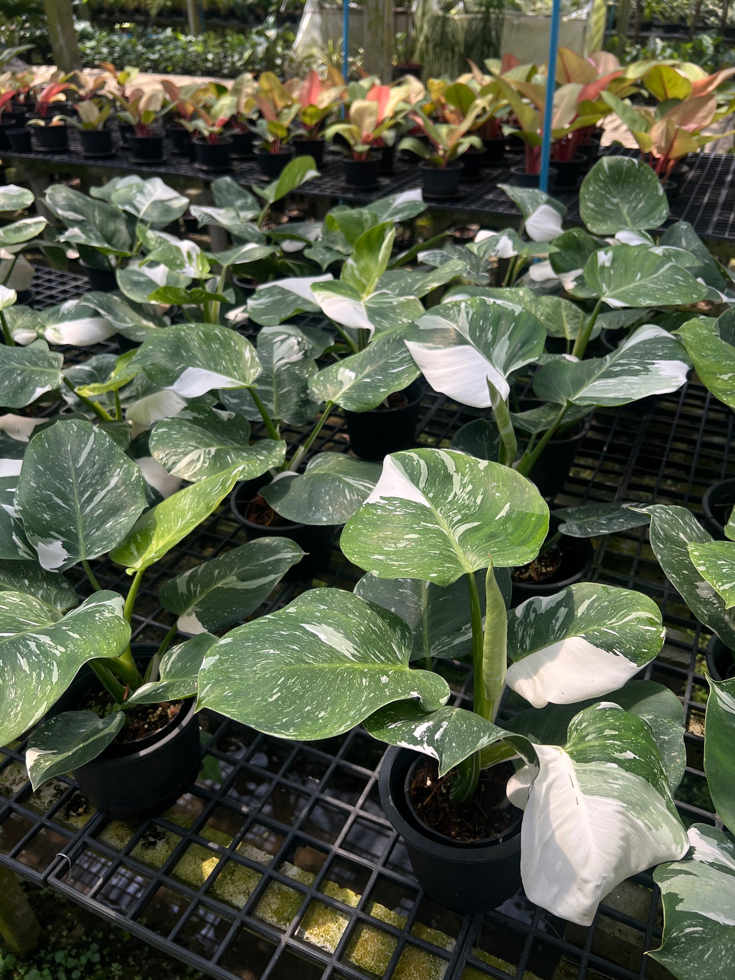 Philodendron white wizard marble
