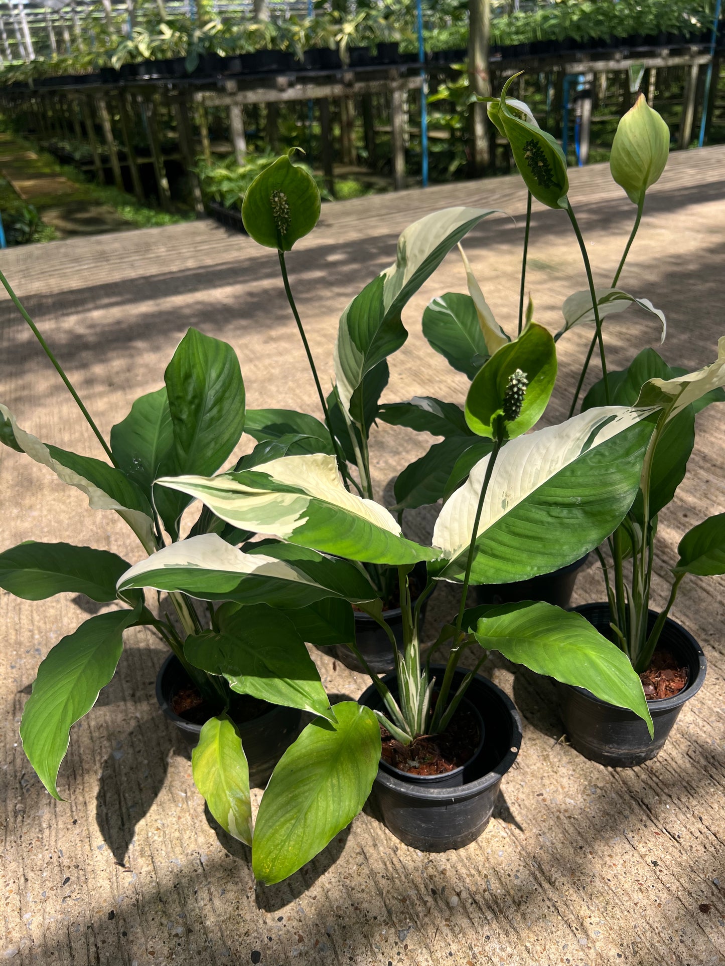 Spathiphyllum sensation albo variegated (new hybrid)