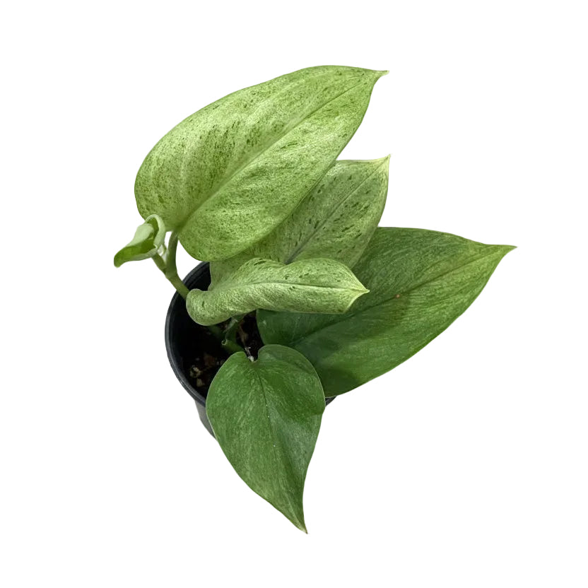 Scindapsus treubii mint