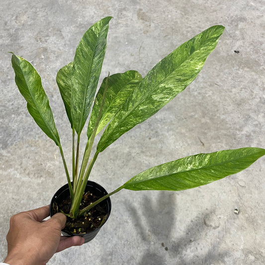 Rhaphidophora megasperma variegated