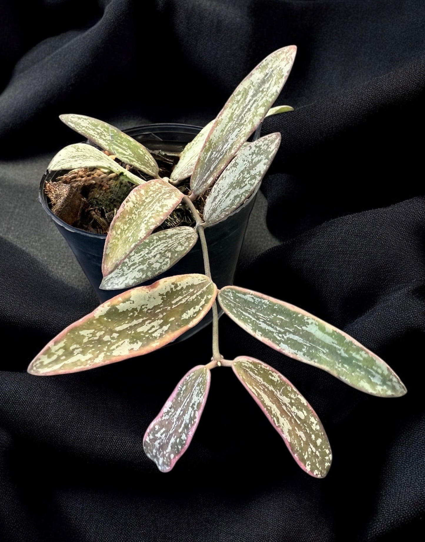 Hoya sigillatis albomarginata