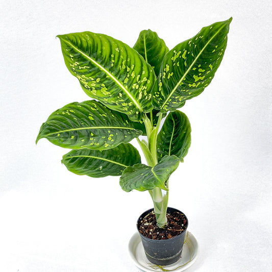 Dieffenbachia reflector