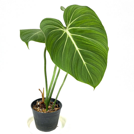 Philodendron gloriosum (flat petiole)