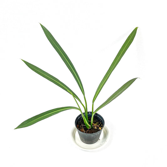 Philodendron alternans