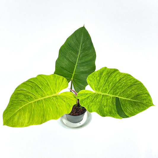 Philodendron jungle fever (egg yolk)