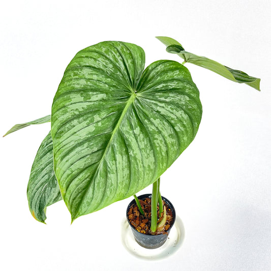 Philodendron pastazanum silver