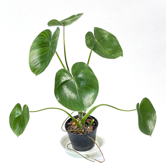 Philodendron Ricardoi