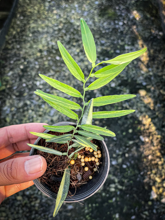 Epipremnum pothos scandens aurea variegated