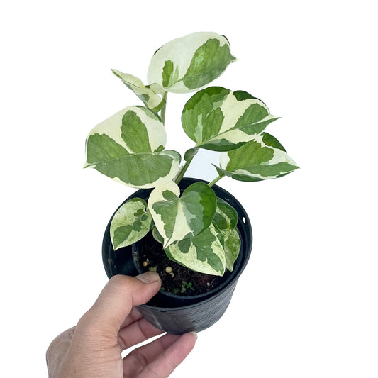 Epipremnum aureum ‘Njoy’