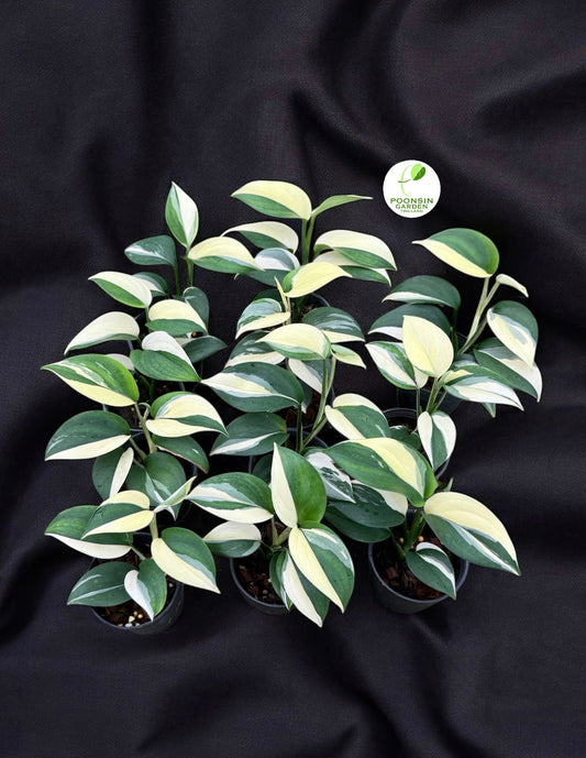 Scindapsus blue albo (Set 0f 10 Plants)