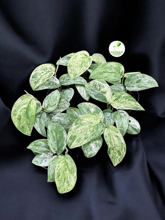 Scindapsus jade satin marble variegated (Set of 5 Plants)