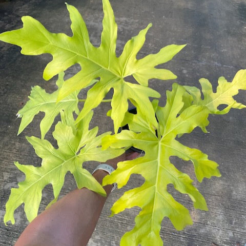Philodendron warscewiczii aurea flavum