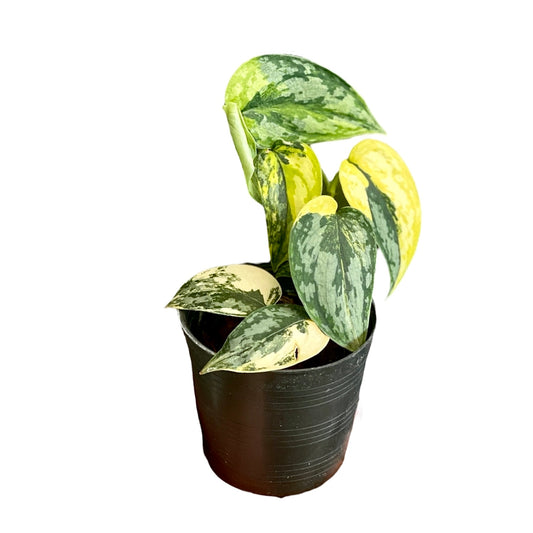 Scindapsus apolaki