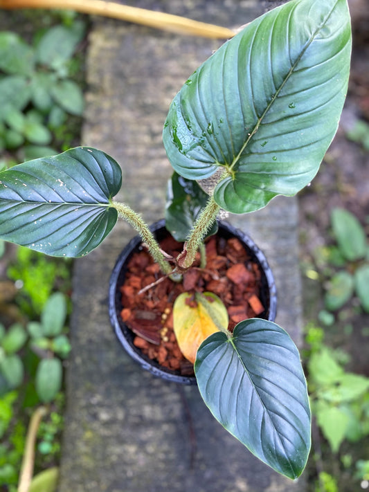 Philodendron serpents