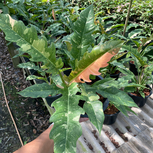 Philodendron ring of fire