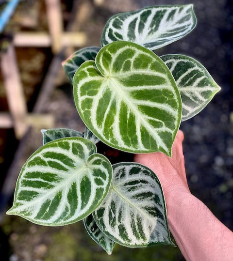 Anthurium dorayaki