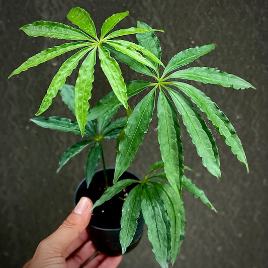 Anthurium polyschistum