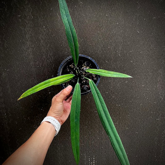 Anthurium bekeri