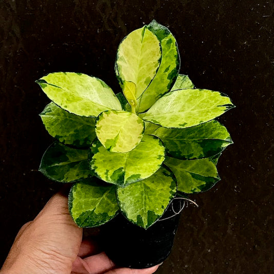 Hoya australis