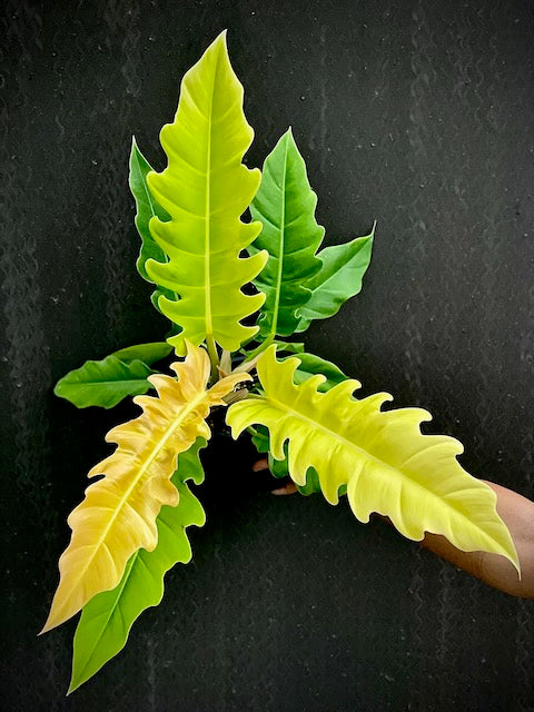 Philodendron golden crocodile