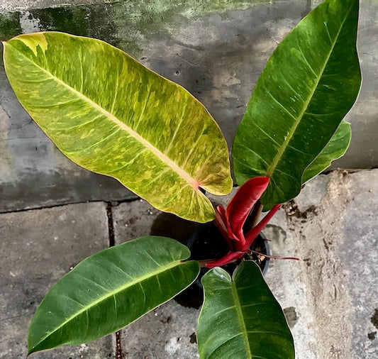 Philodendron bonus variegated