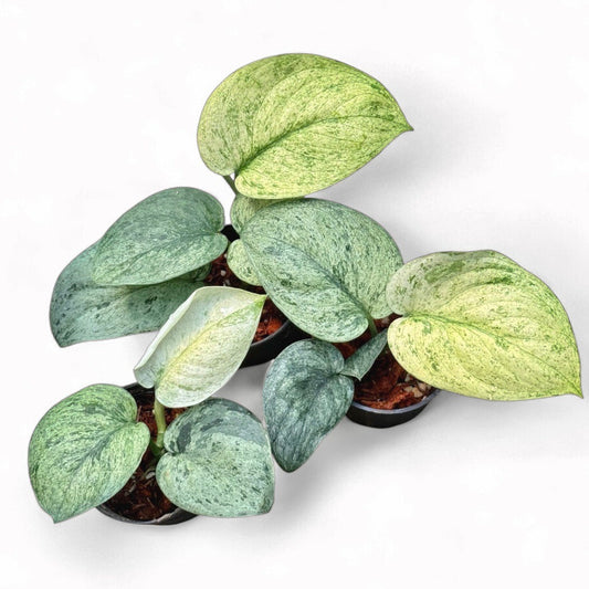 Scindapsus jade satin 'White Mint'