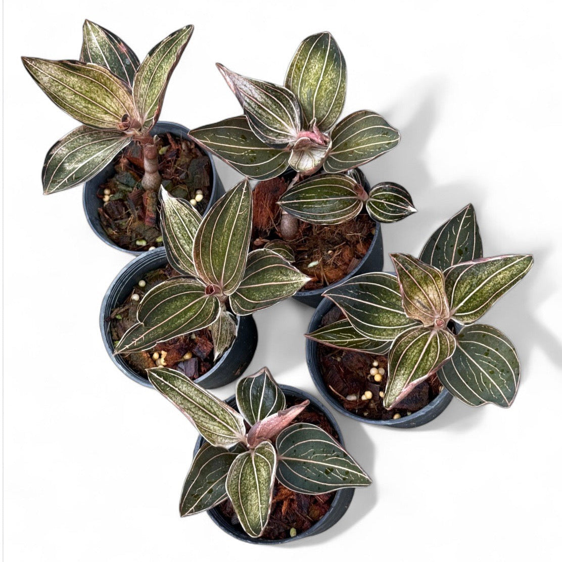 Jewel orchid (Ludisia discolor) 'Multicolor (CITES2)
