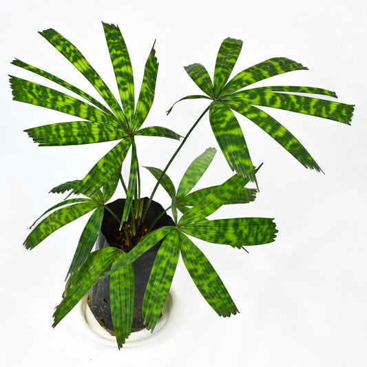 Licuala mapu