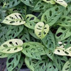 Monstera adansonii Archipelago variegated