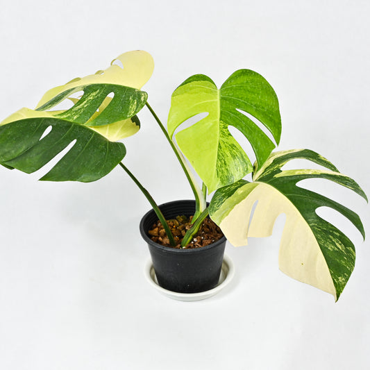 Monstera borsigiana aurea variegated (3-4 leaves)
