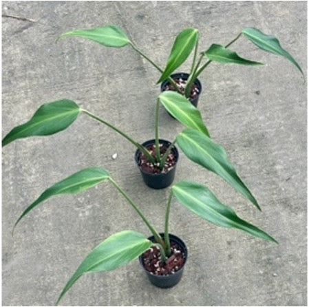 Monstera burle marx flame (M)