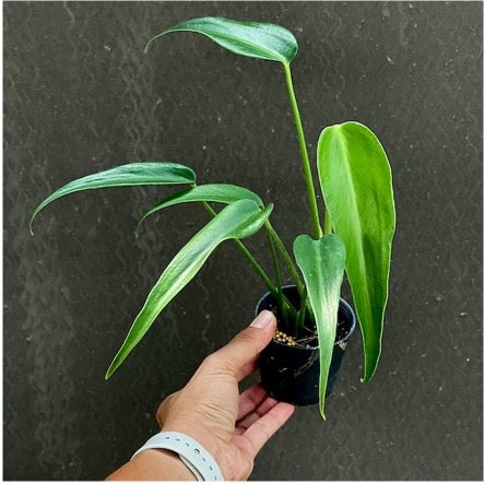 Monstera burle marx flame (S) (from cut)