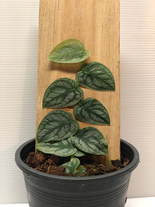 Monstera dubia