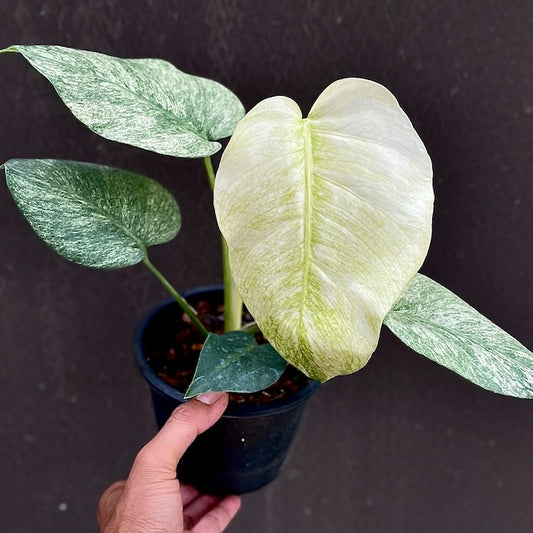 Monstera deliciosa mint(full) variegated (S) (3-4 leaves)