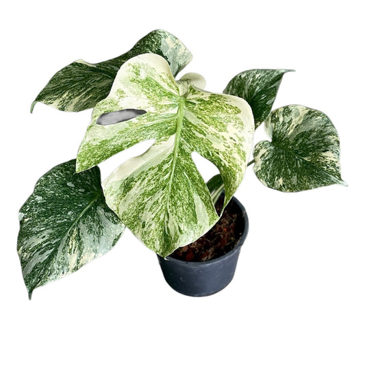 Monstera deliciosa 'Legacy' (High Variegated)