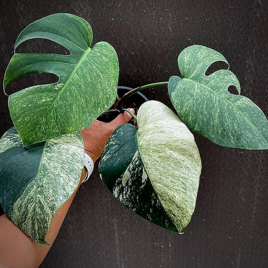 Monstera deliciosa mint variegated (S) (3-4 leaves)