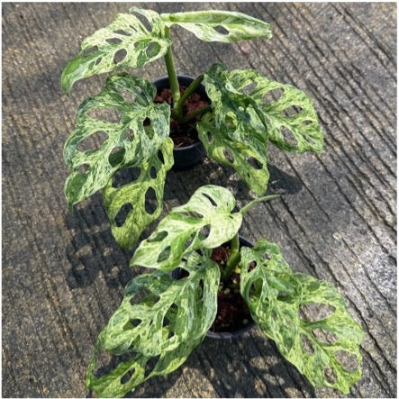 Monstera adansonii mottled