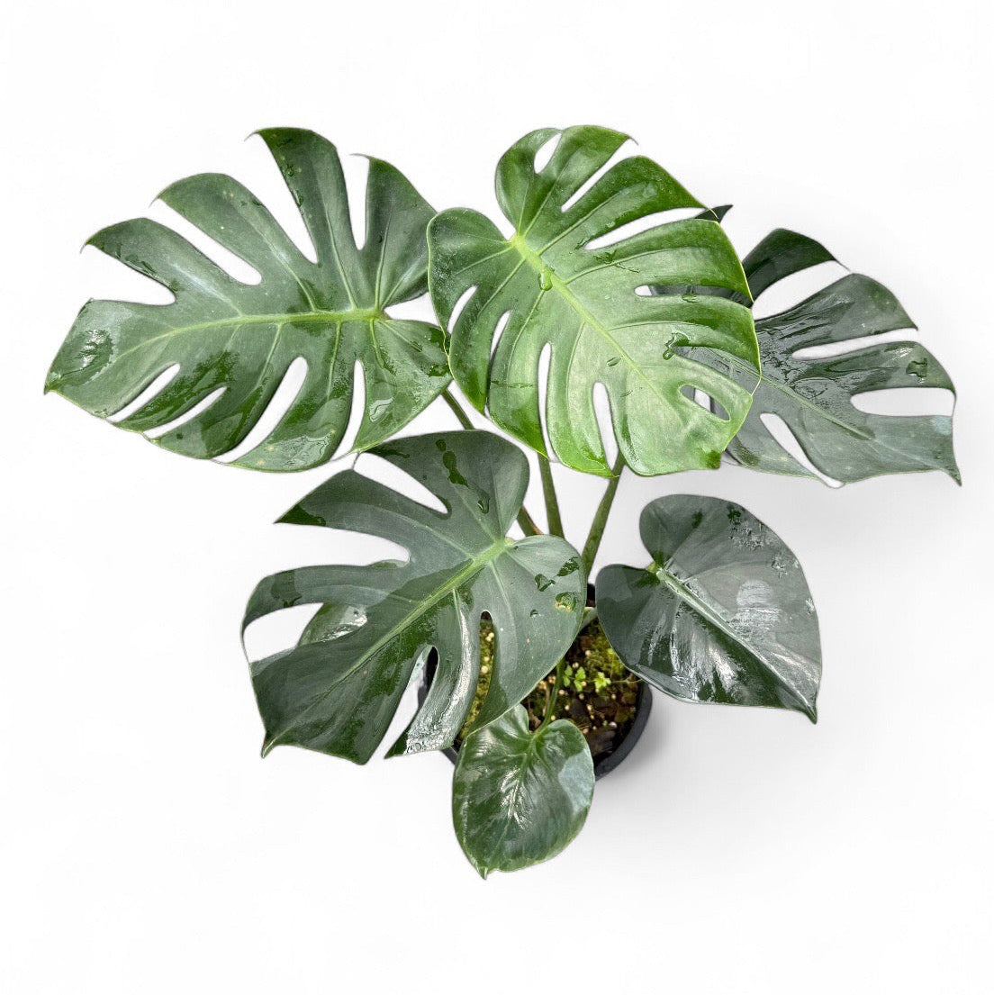 Monstera deliciosa 'NO ID'