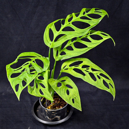 Monstera esqueleto