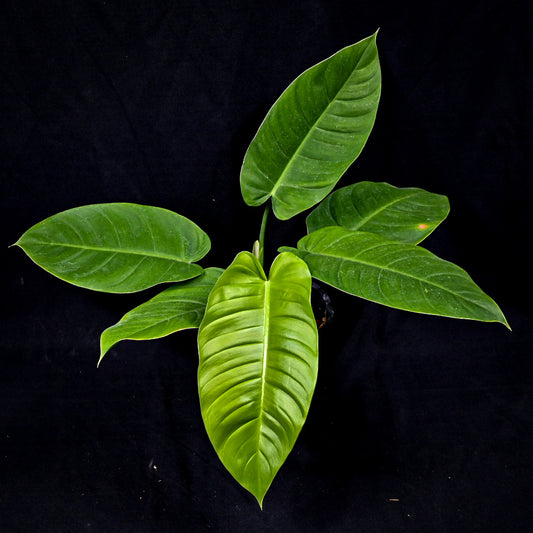 Philodendron tenue x jose buono