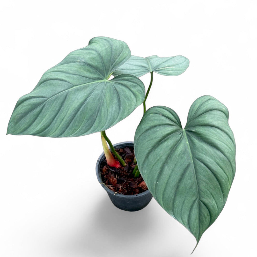 Philodendron sp. Columbia No.2