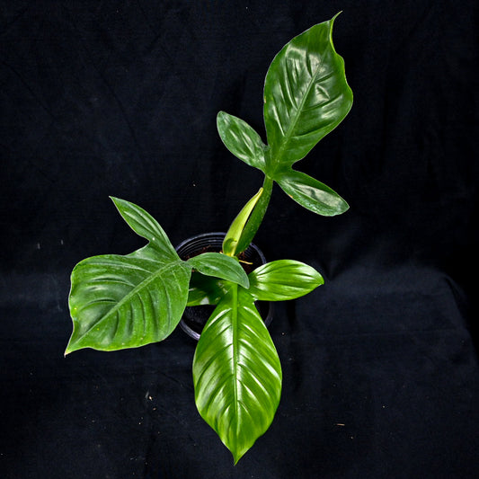Philodendron applanatum