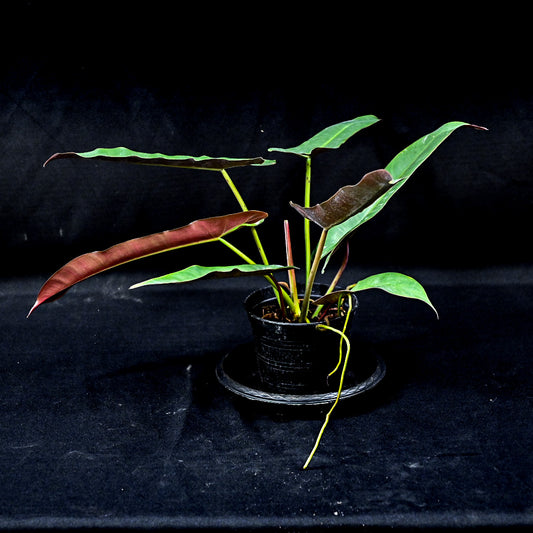 Philodendron atabapoense