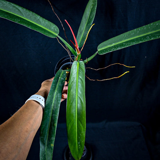 Philodendron bicolor