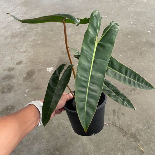 Philodendron billietiae