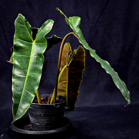 Philodendron billietiae dark brown