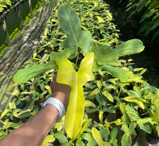 Philodendron bipennifolium aurea ‘gold violin’