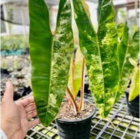 Philodendron billietiae variegated (L) (4 leaves)
