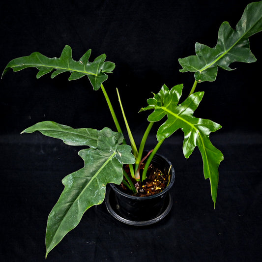 Philodendron Bob Cee