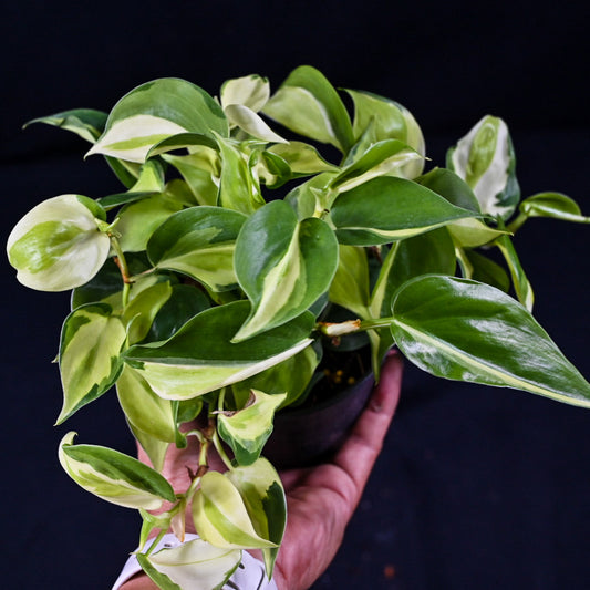Philodendron brasil cream splash